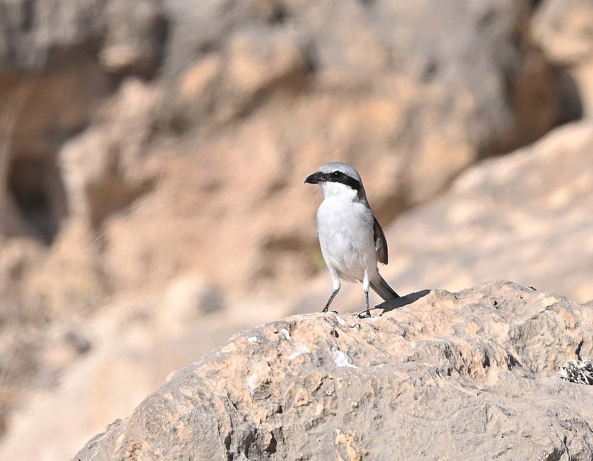 Great Gray Shrike (Arabian) - ML646199019