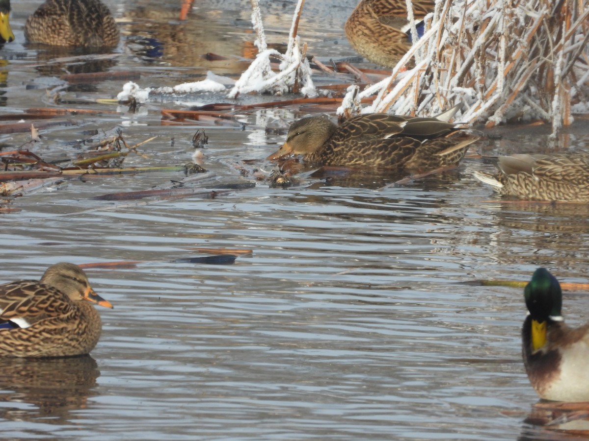 Mallard - ML646199021