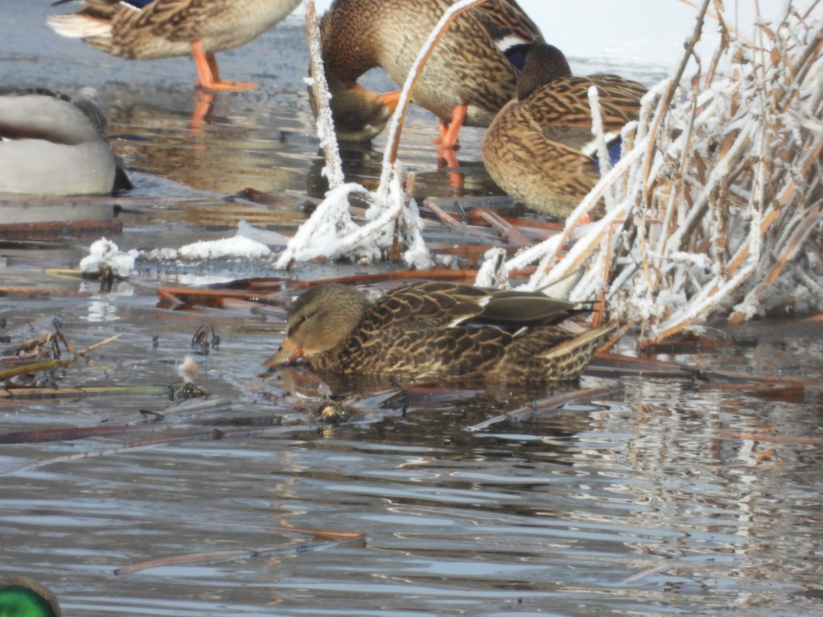 Mallard - ML646199022