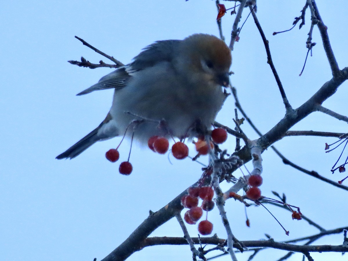 Pine Grosbeak - ML646199028