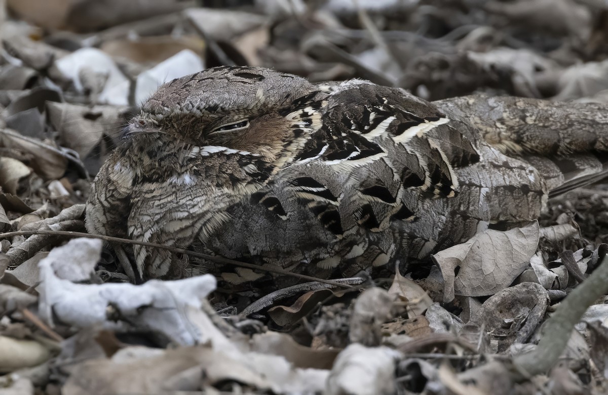 Пораке - ML646199029