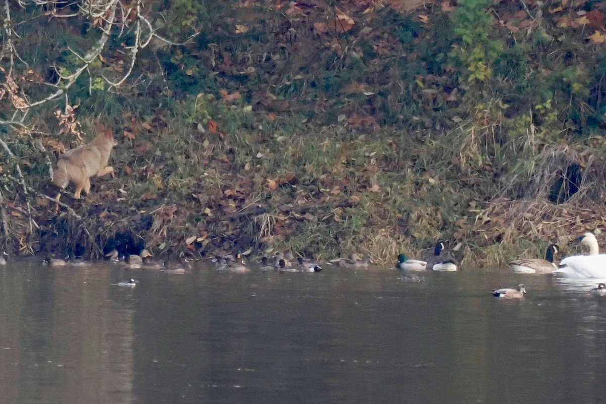 Mammals - ML646199031