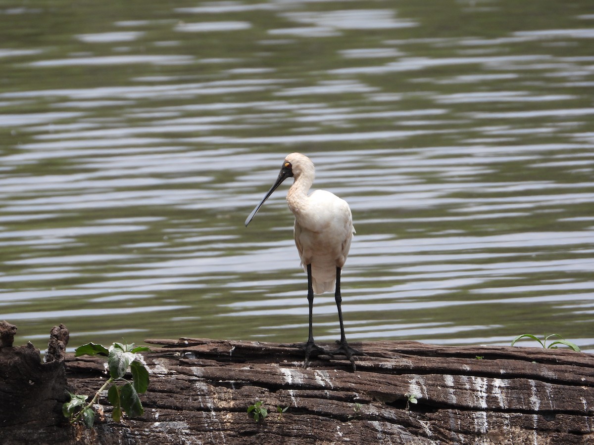 オーストラリアヘラサギ - ML646199037