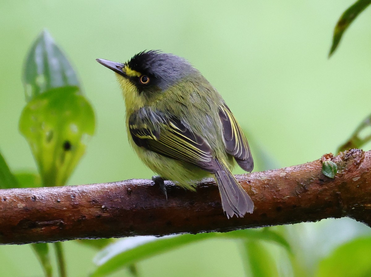 Gray-headed Tody-Flycatcher - ML646199038