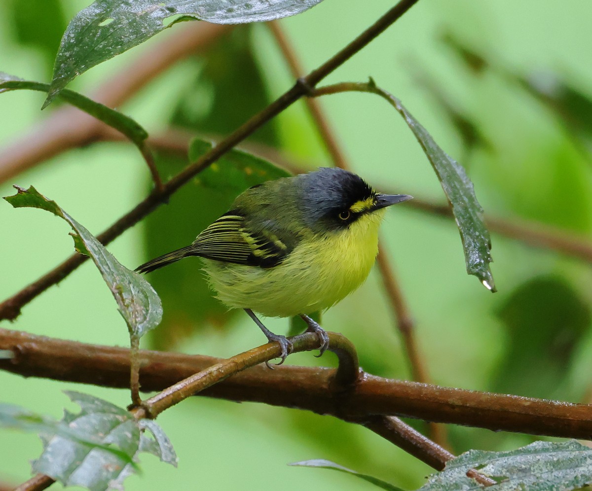 Gray-headed Tody-Flycatcher - ML646199039