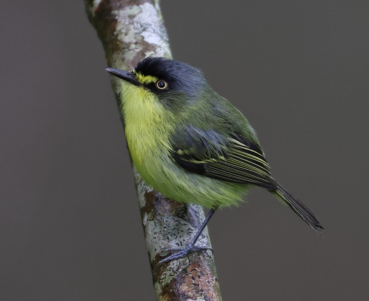 Gray-headed Tody-Flycatcher - ML646199040