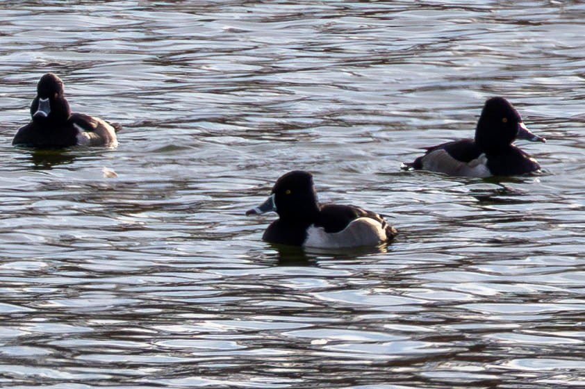 Ring-necked Duck - ML646199052