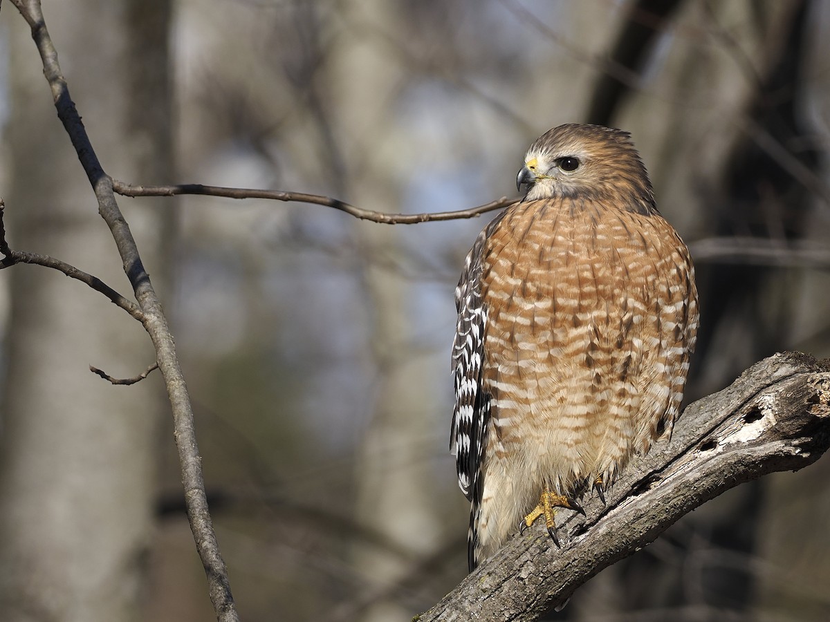 Red-shouldered Hawk - ML646199053