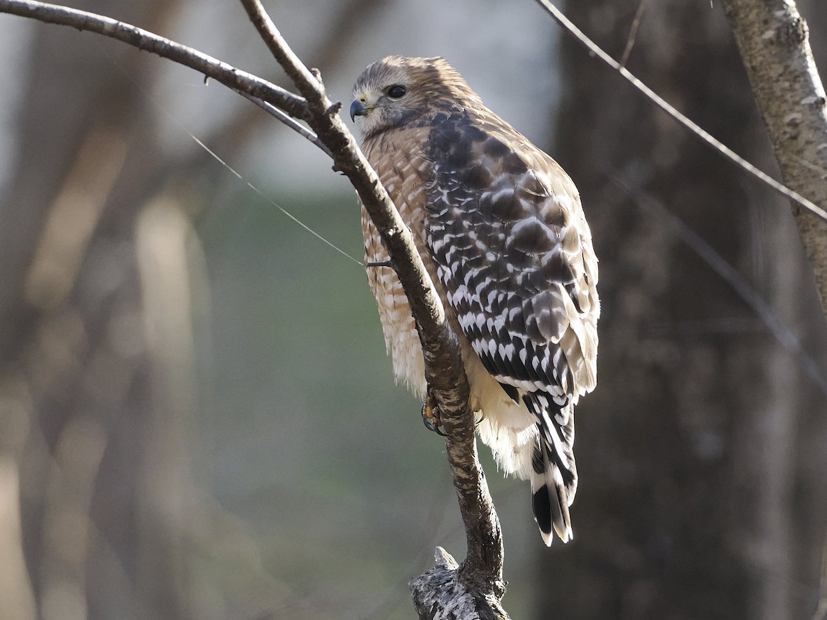 Red-shouldered Hawk - ML646199054