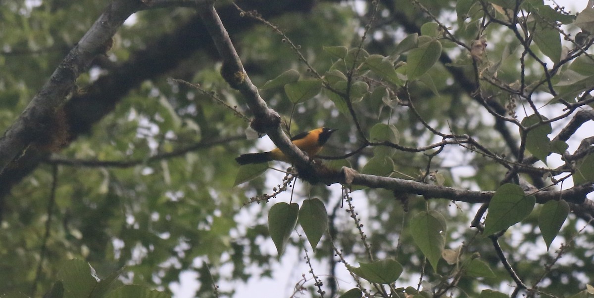 Yellow-backed Oriole - ML646199056