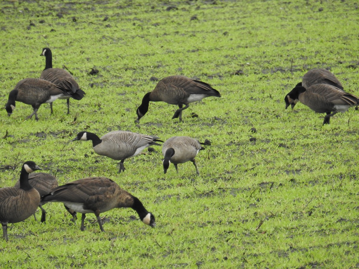 小加拿大雁 - ML646199057
