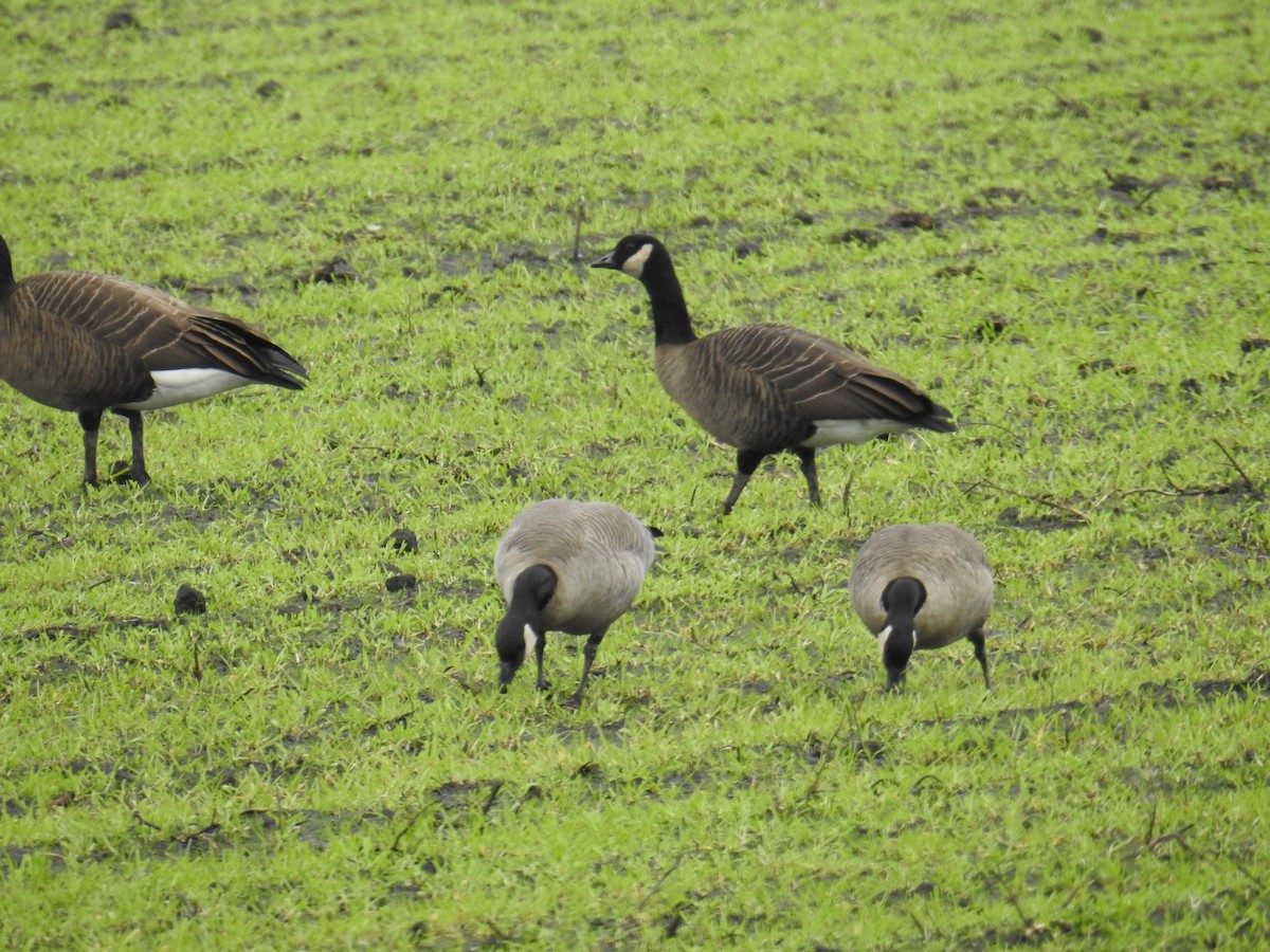 小加拿大雁 - ML646199065