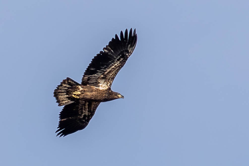 Bald Eagle - ML646199069