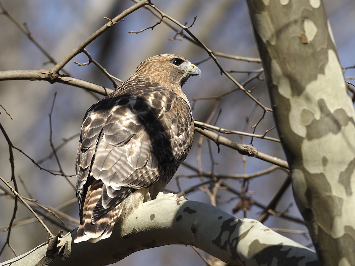 Red-tailed Hawk - ML646199074