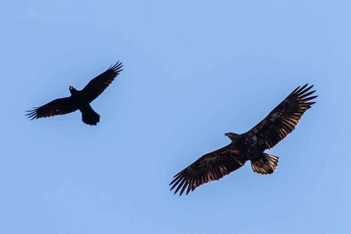 Bald Eagle - ML646199077