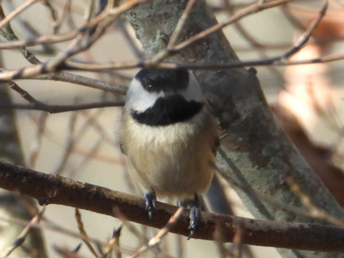 Carolina Chickadee - ML646199079