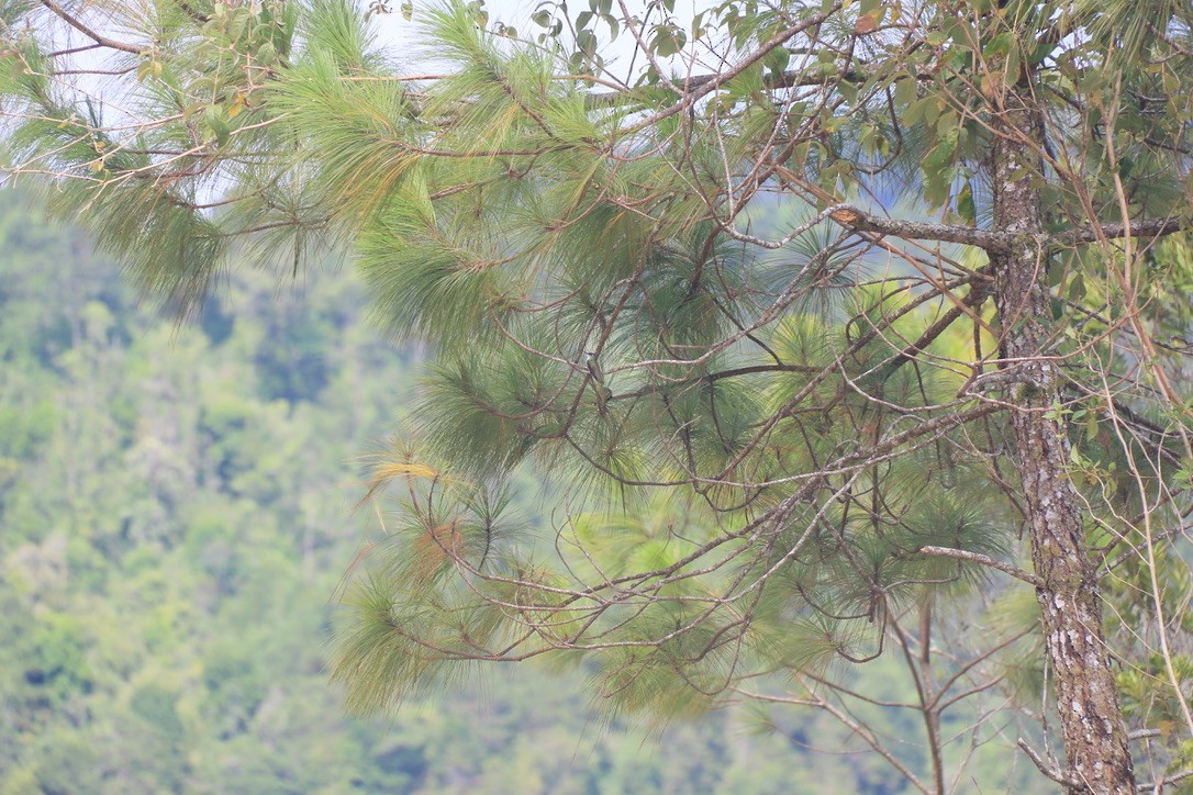 Azure-crowned Hummingbird - ML646199080