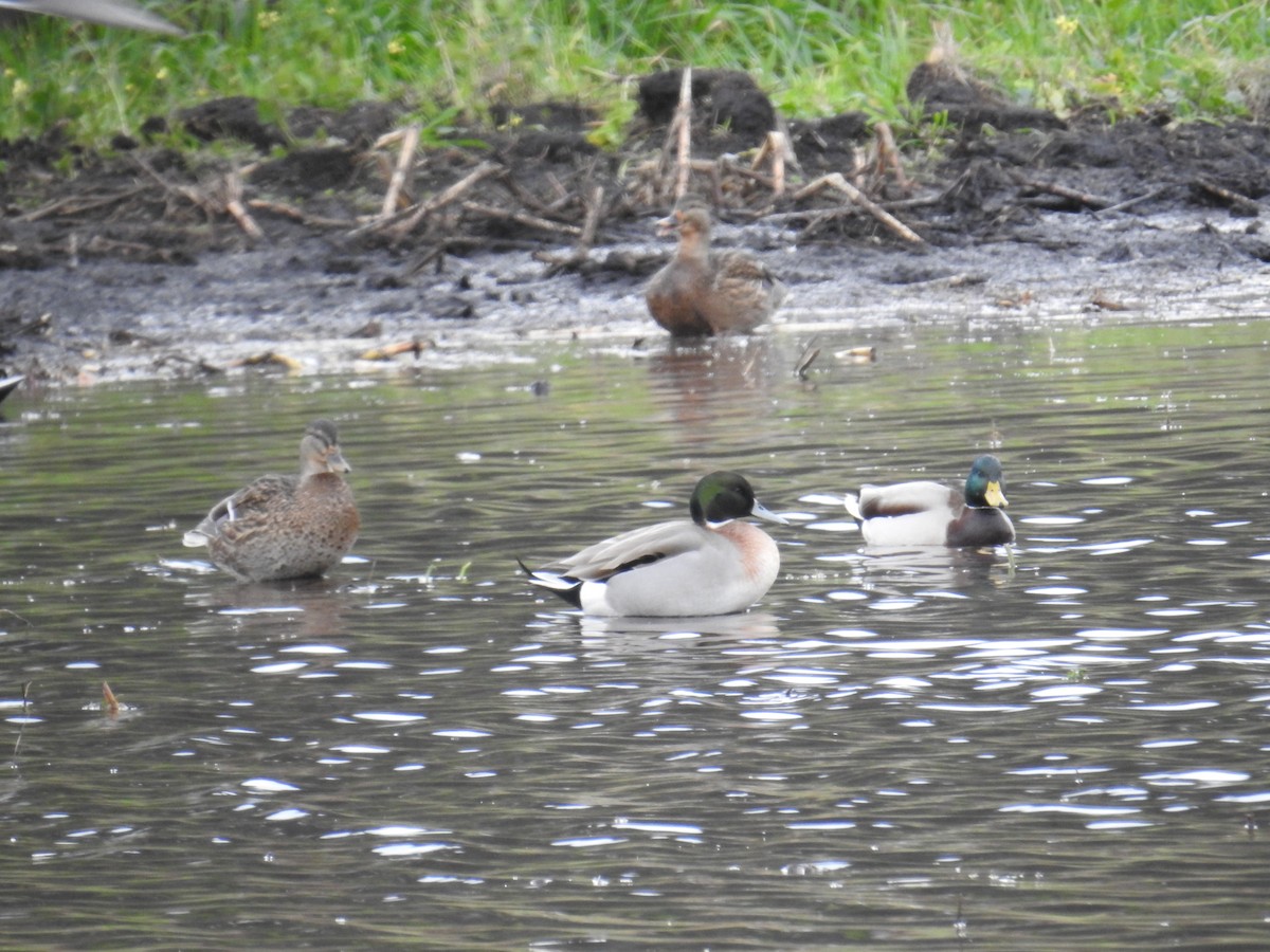 綠頭鴨x尖尾鴨(雜交) - ML646199085