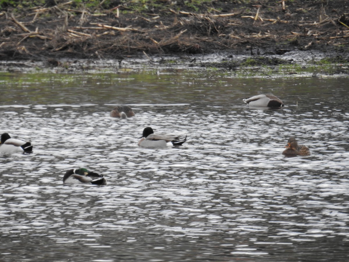 綠頭鴨x尖尾鴨(雜交) - ML646199090