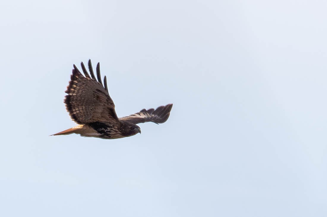 Red-tailed Hawk - ML646199091