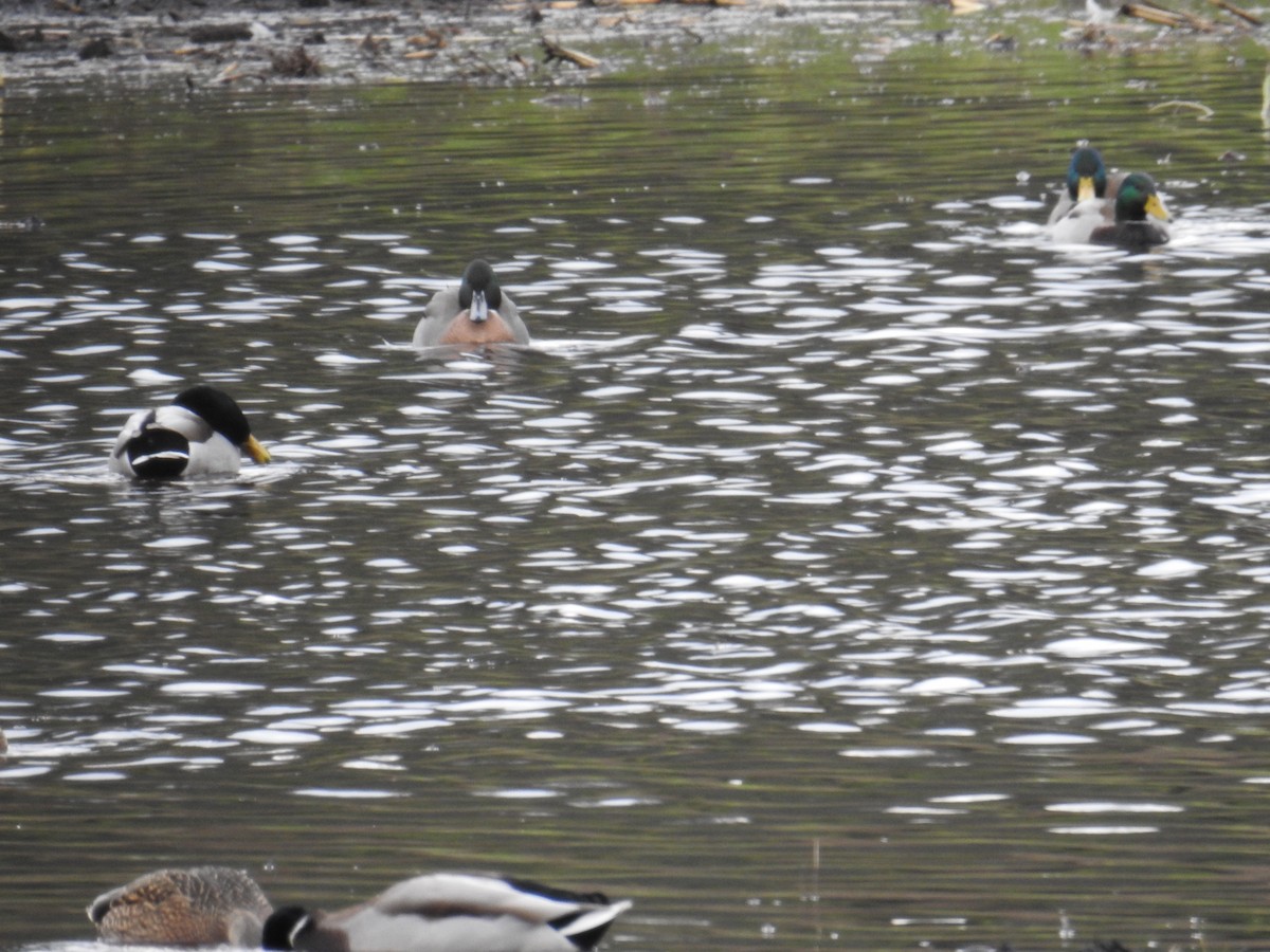 綠頭鴨x尖尾鴨(雜交) - ML646199105