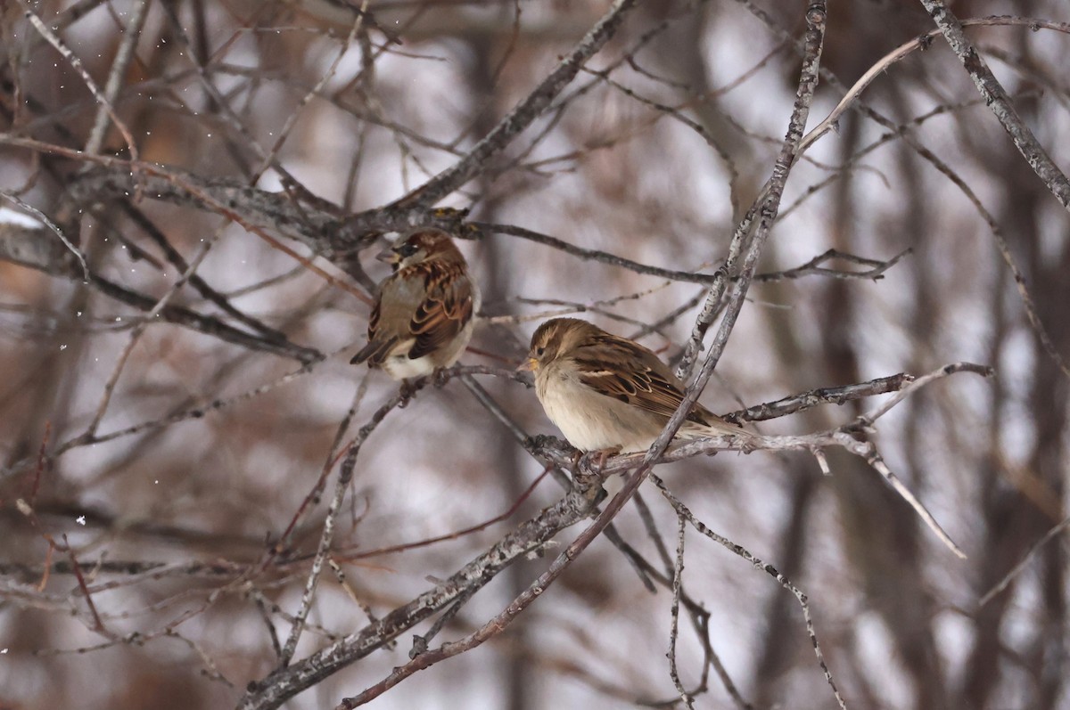 House Sparrow - ML646199106