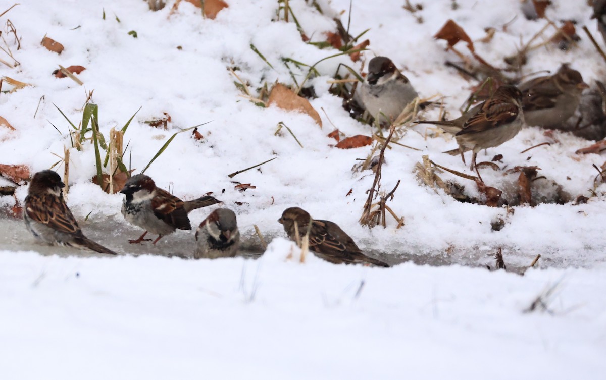 House Sparrow - ML646199112