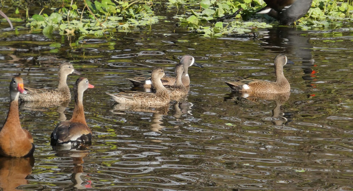 שרשיר כחול-כנף - ML646199113