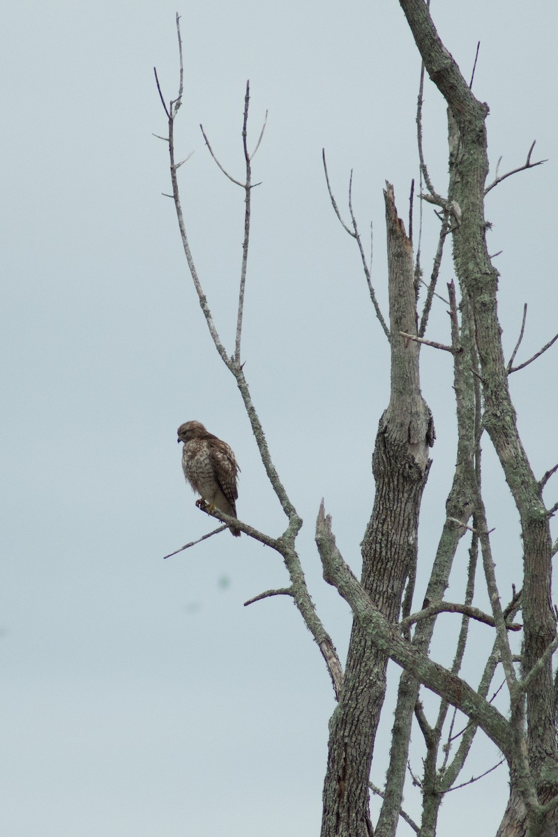 Red-shouldered Hawk - ML646199114