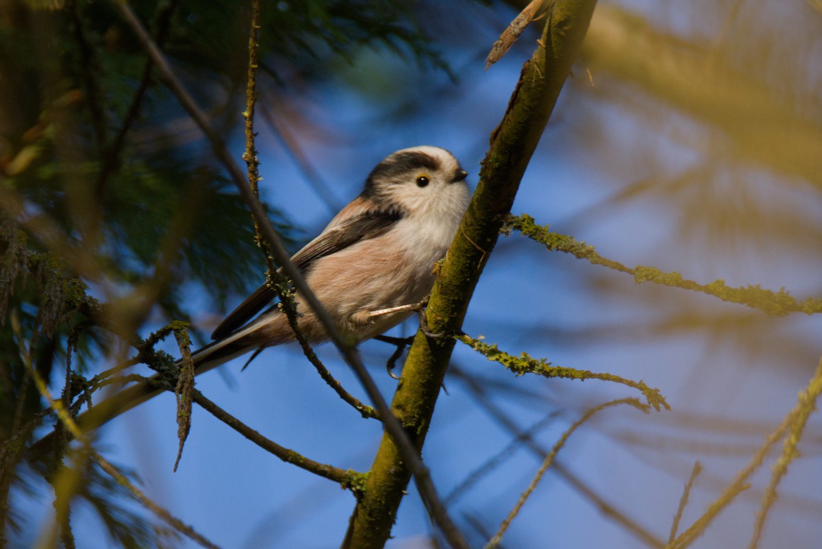 Long-tailed Tit - ML646199117