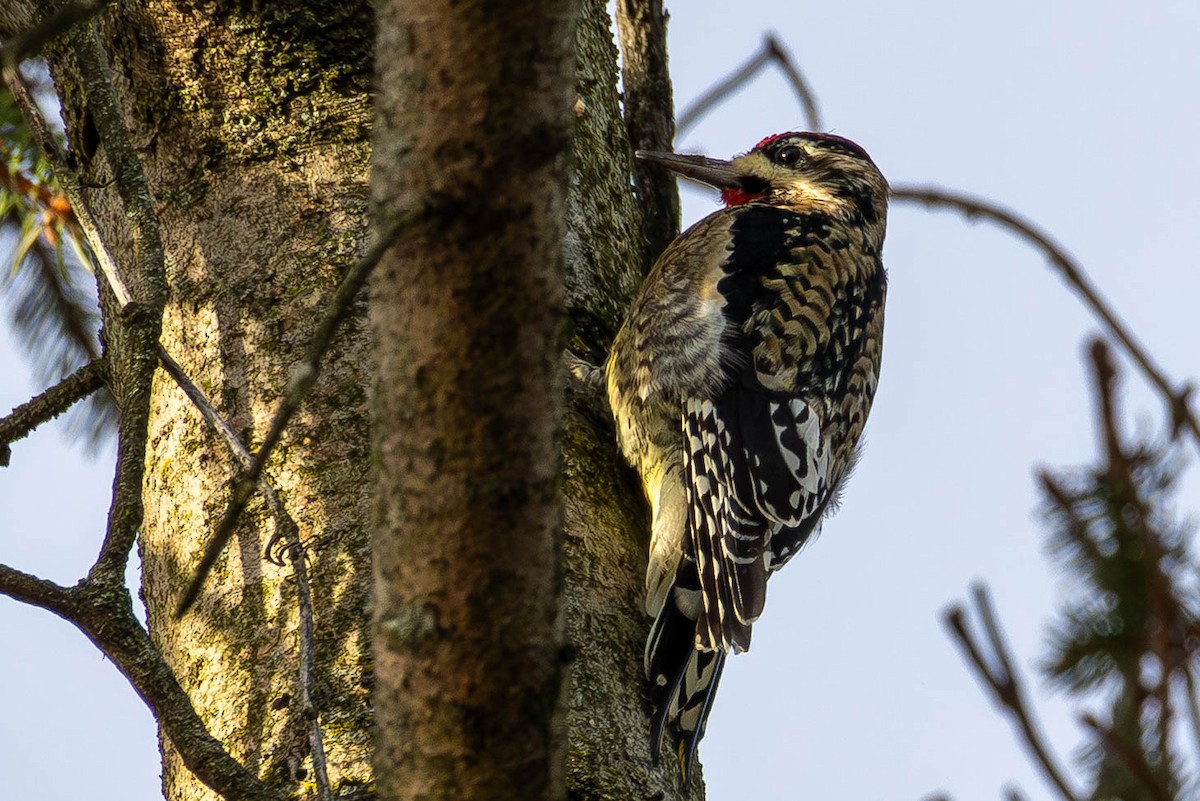 Yellow-bellied Sapsucker - ML646199118