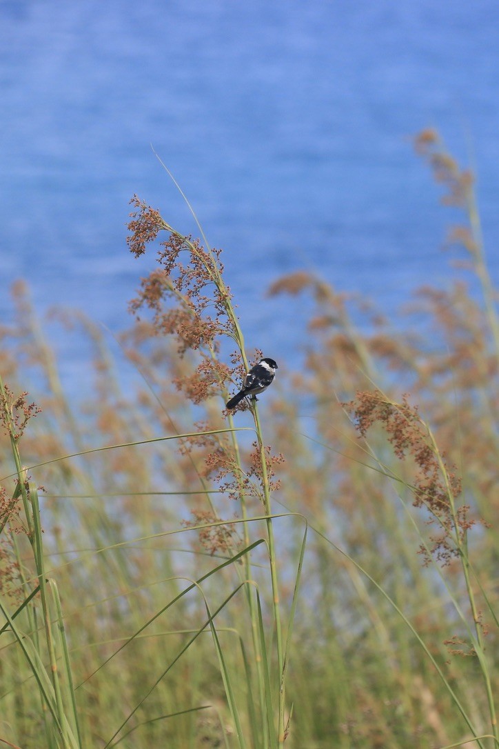 Morelet's Seedeater - ML646199119