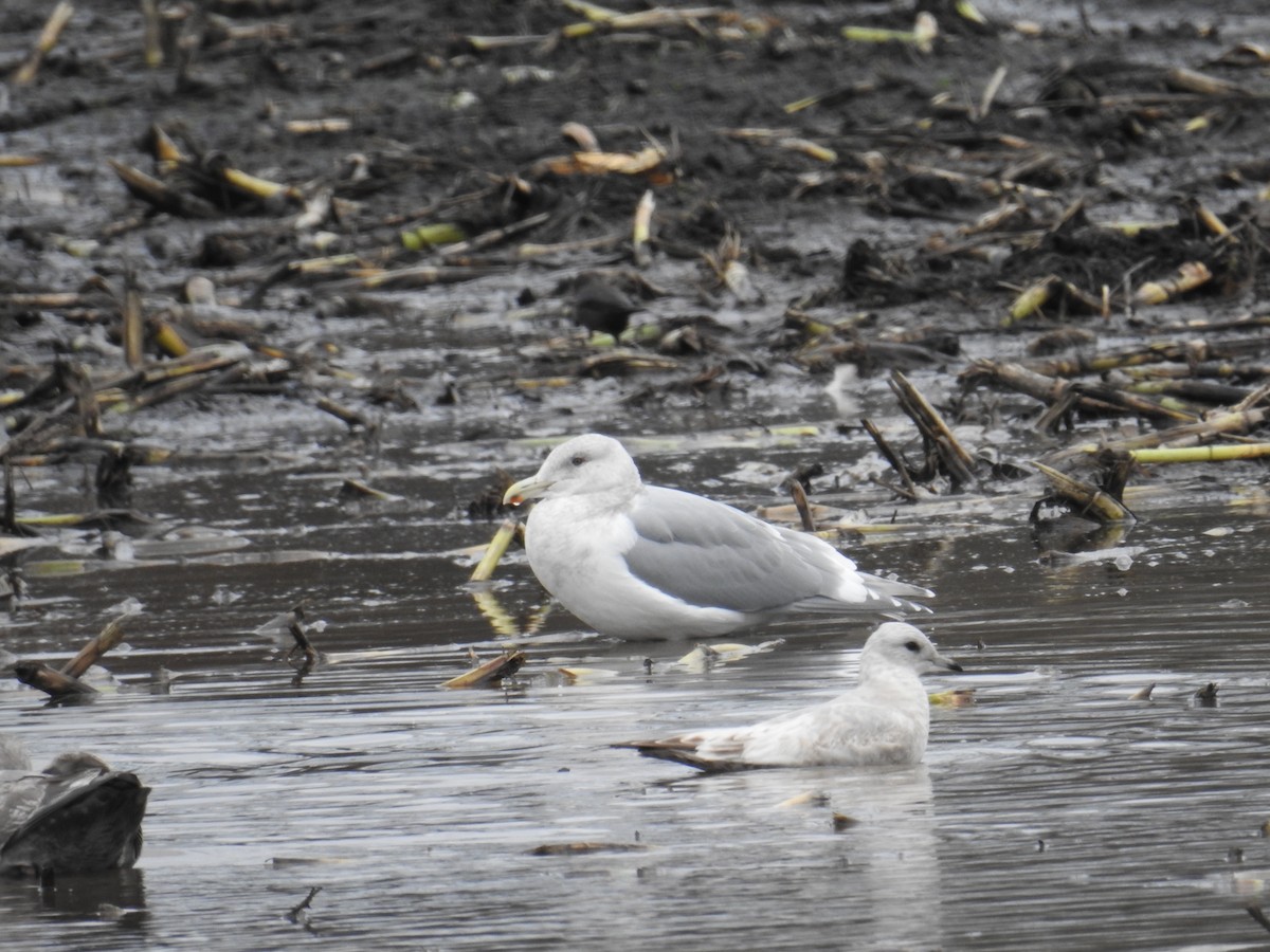 Short-billed Gull - ML646199124