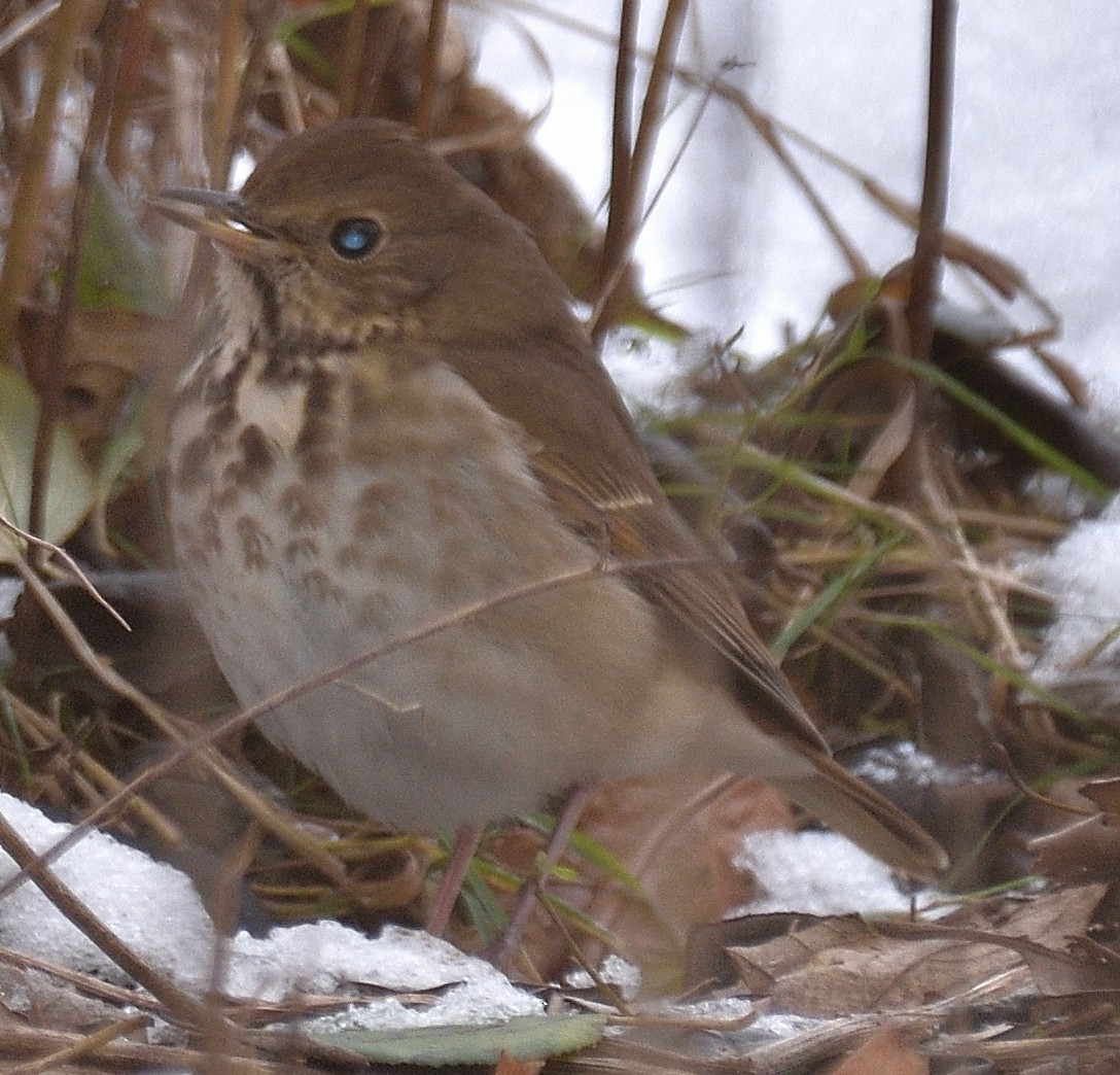 Hermit Thrush - ML646199125