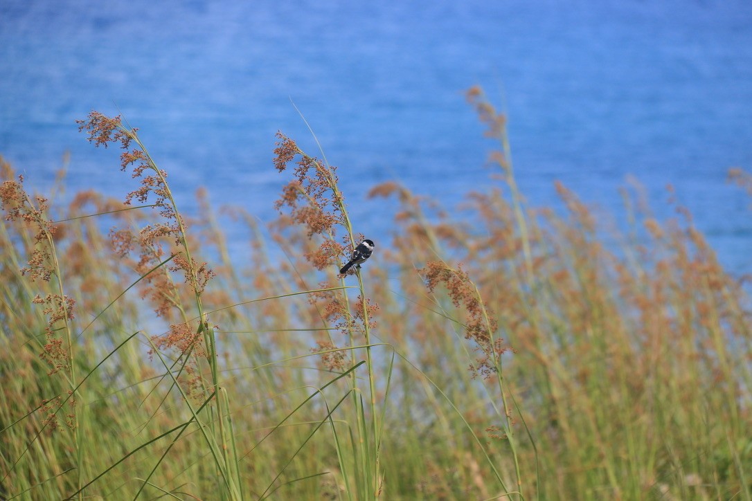 Morelet's Seedeater - ML646199126