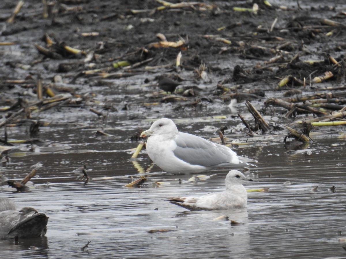 Short-billed Gull - ML646199131