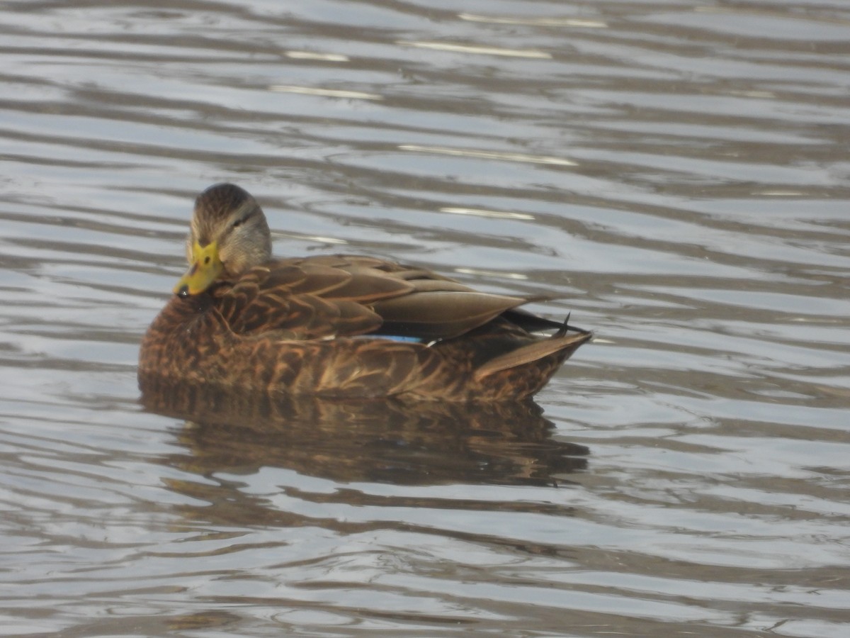 Mallard x American Black Duck (hybrid) - ML646199135