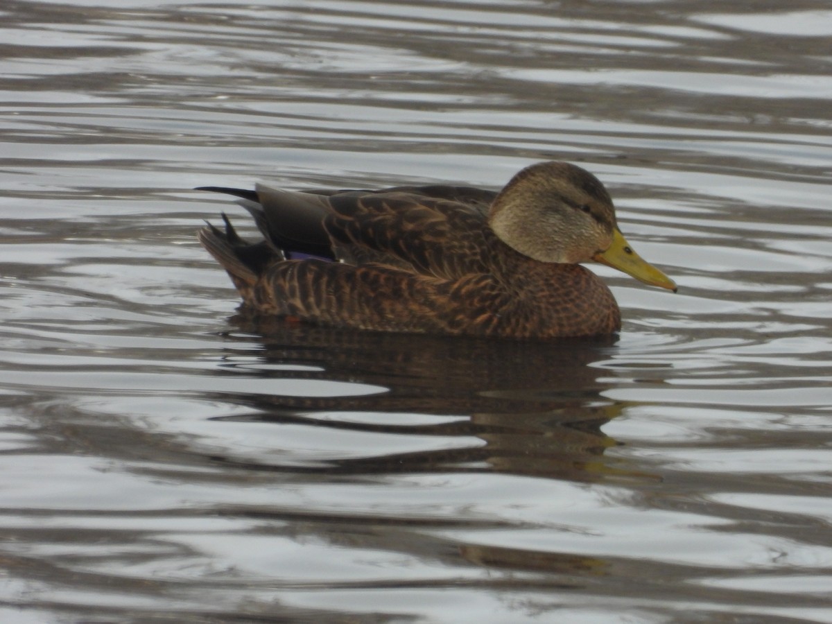 Mallard x American Black Duck (hybrid) - ML646199136