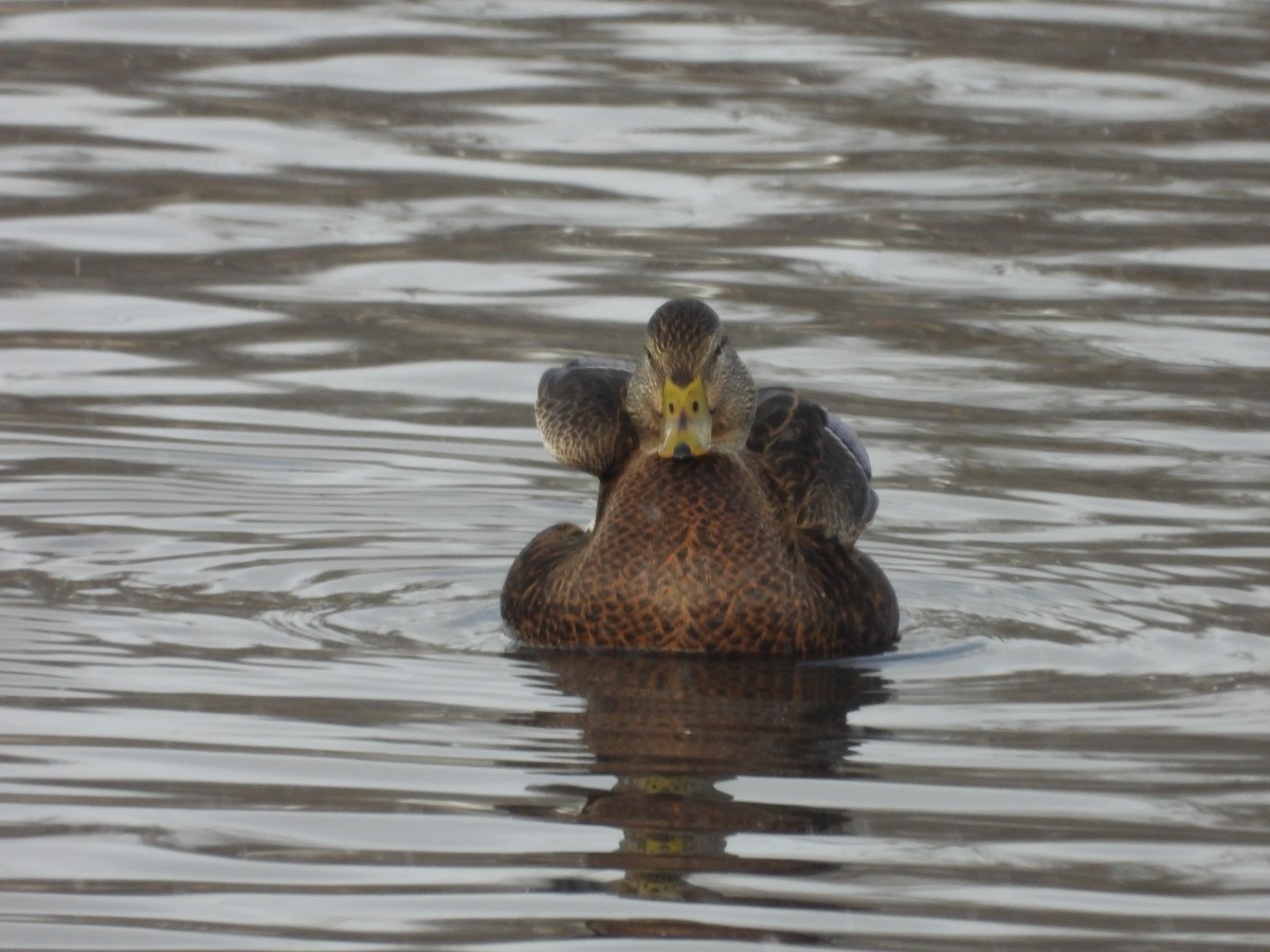 Mallard x American Black Duck (hybrid) - ML646199137