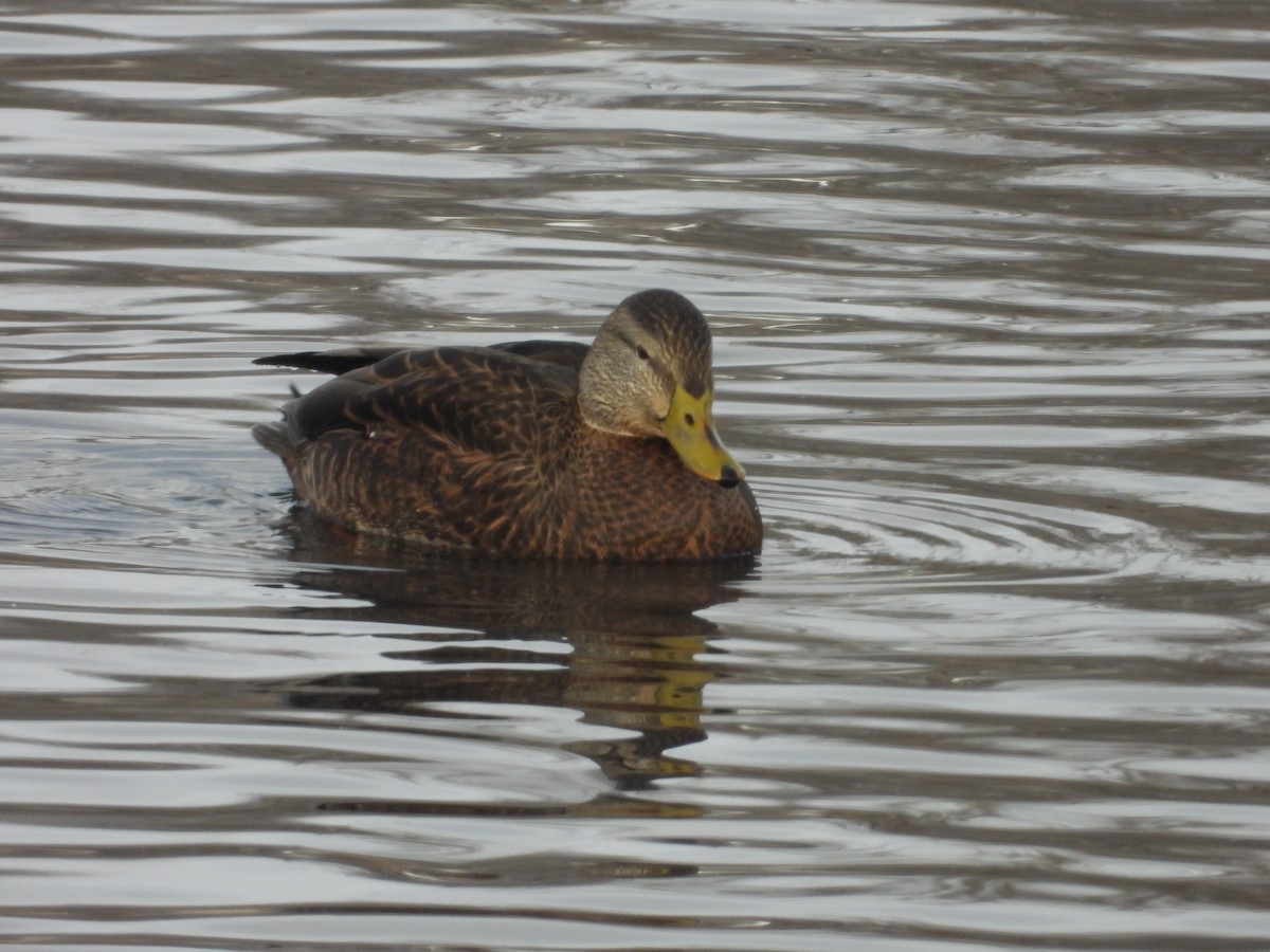 Mallard x American Black Duck (hybrid) - ML646199138