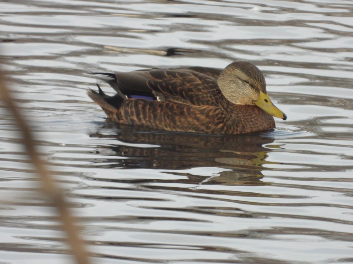 Mallard x American Black Duck (hybrid) - ML646199139