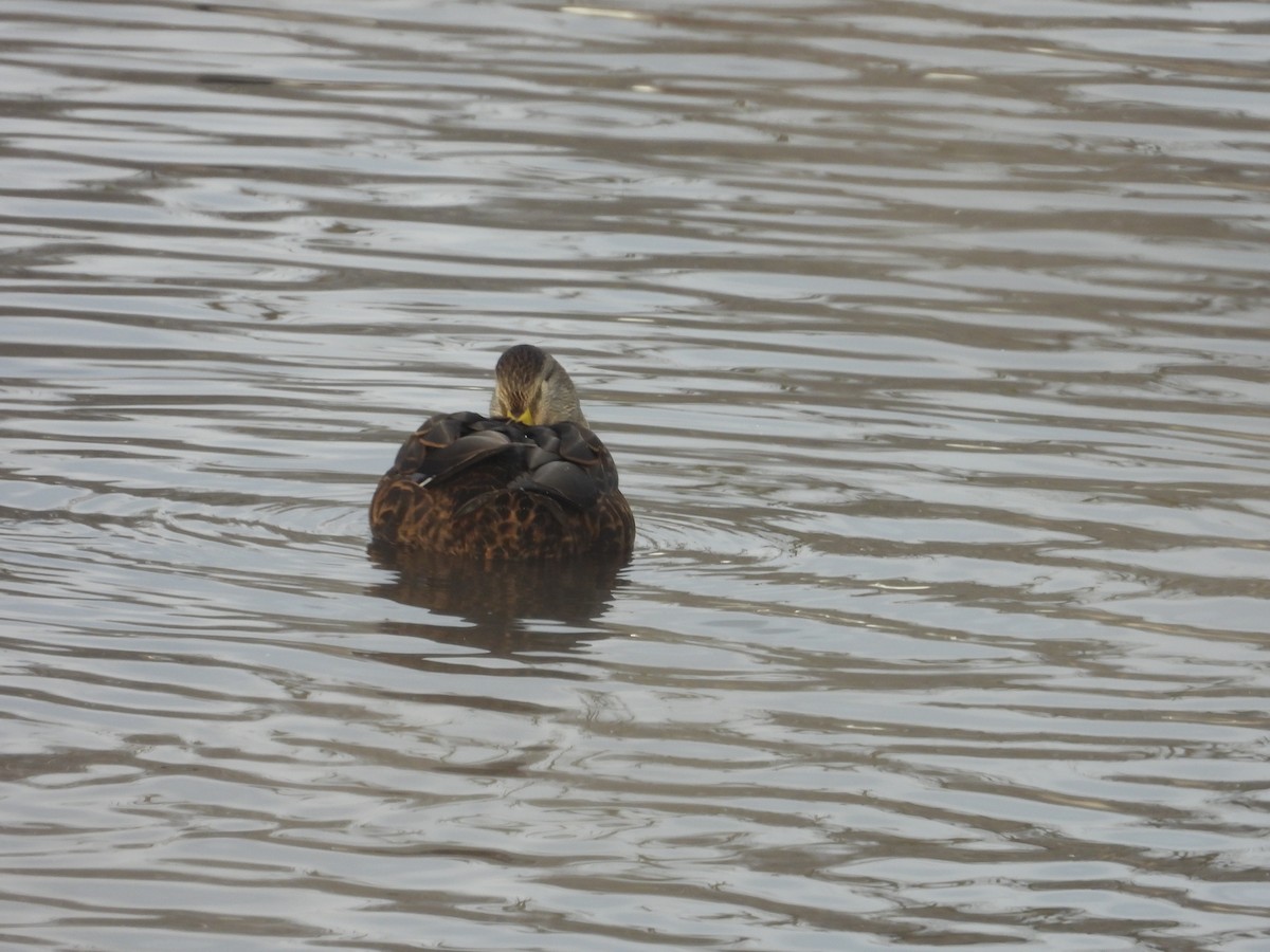 Mallard x American Black Duck (hybrid) - ML646199140