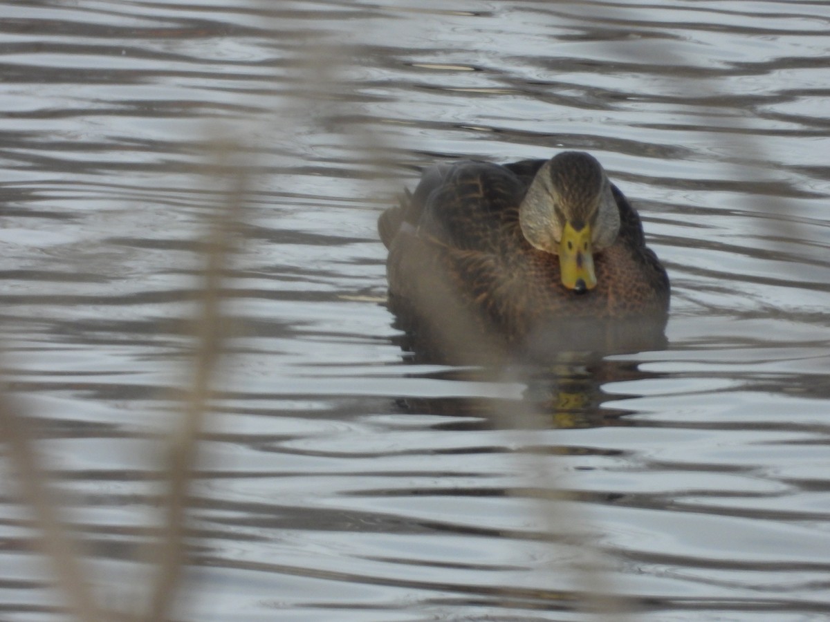 Mallard x American Black Duck (hybrid) - ML646199141