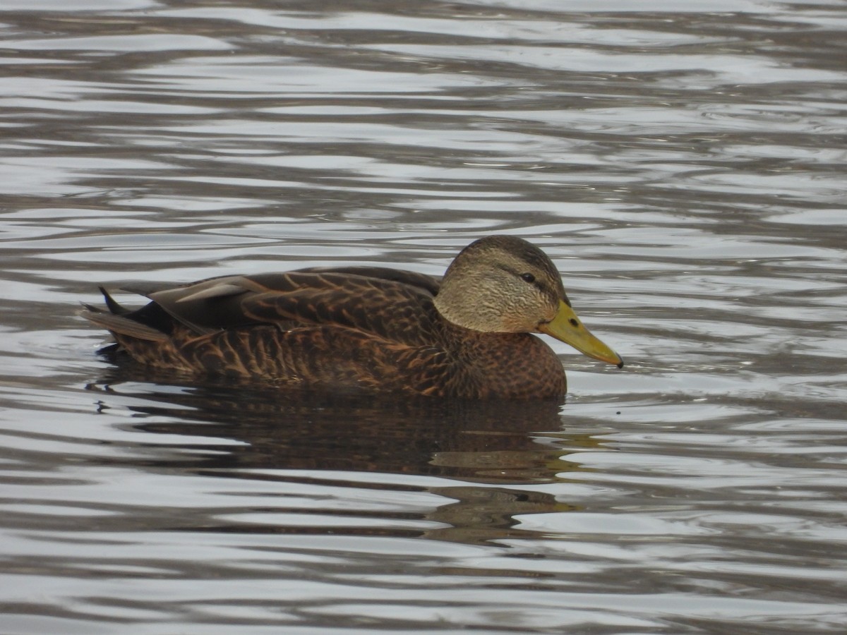 Mallard x American Black Duck (hybrid) - ML646199143