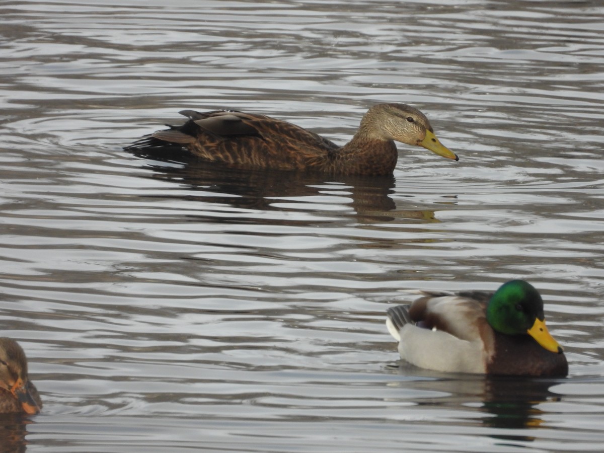 Mallard x American Black Duck (hybrid) - ML646199144