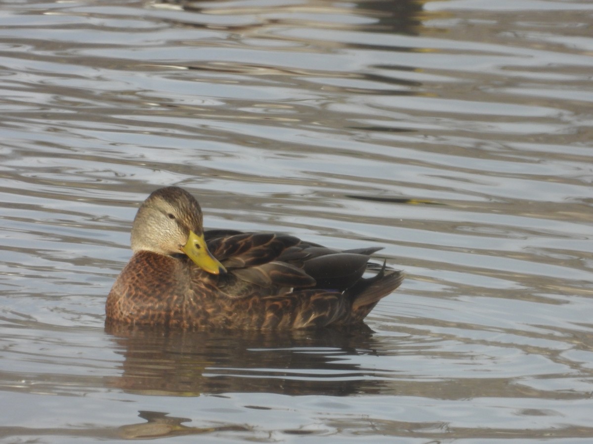 Mallard x American Black Duck (hybrid) - ML646199146