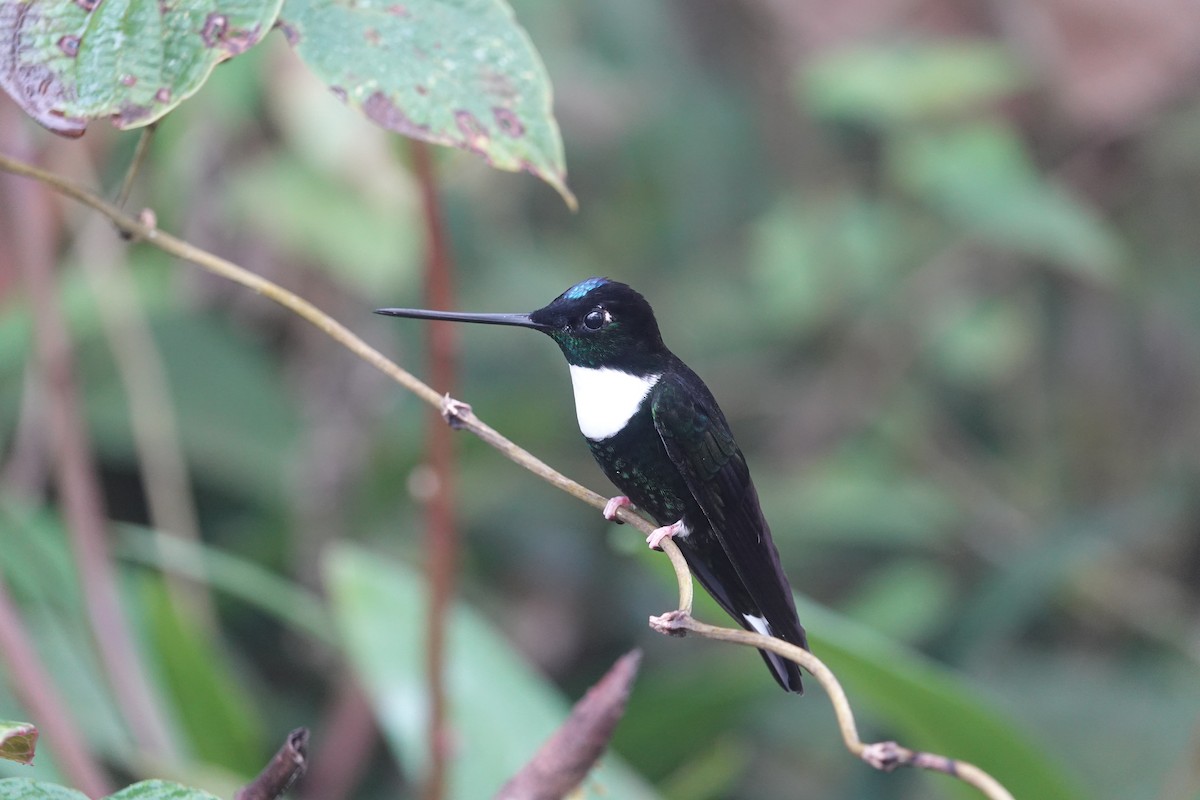 Collared Inca - ML646199156