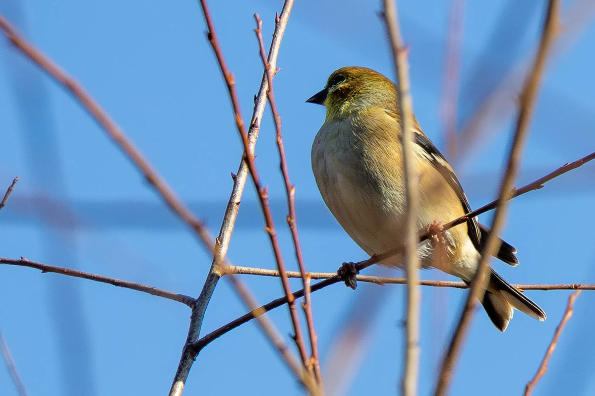 American Goldfinch - ML646199159