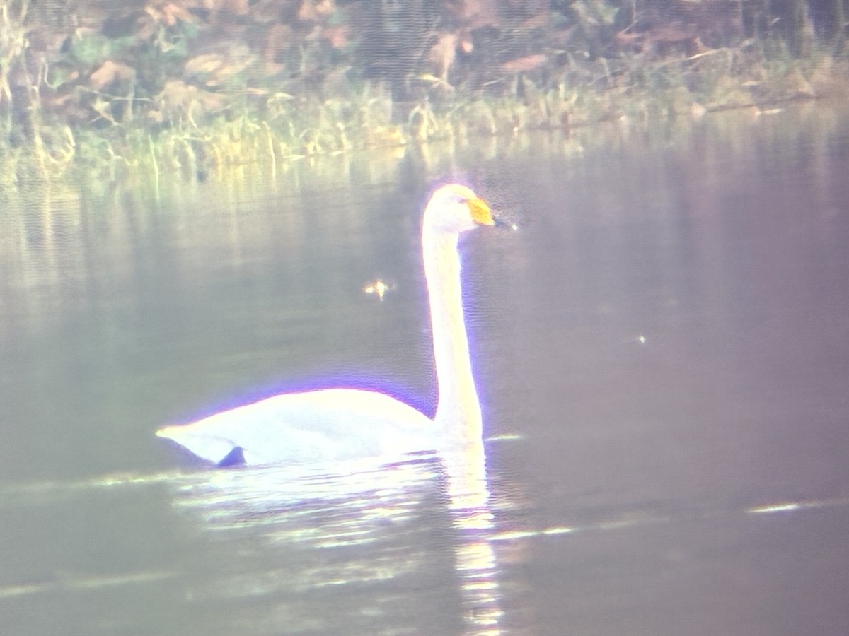 Singschwan - ML646199165