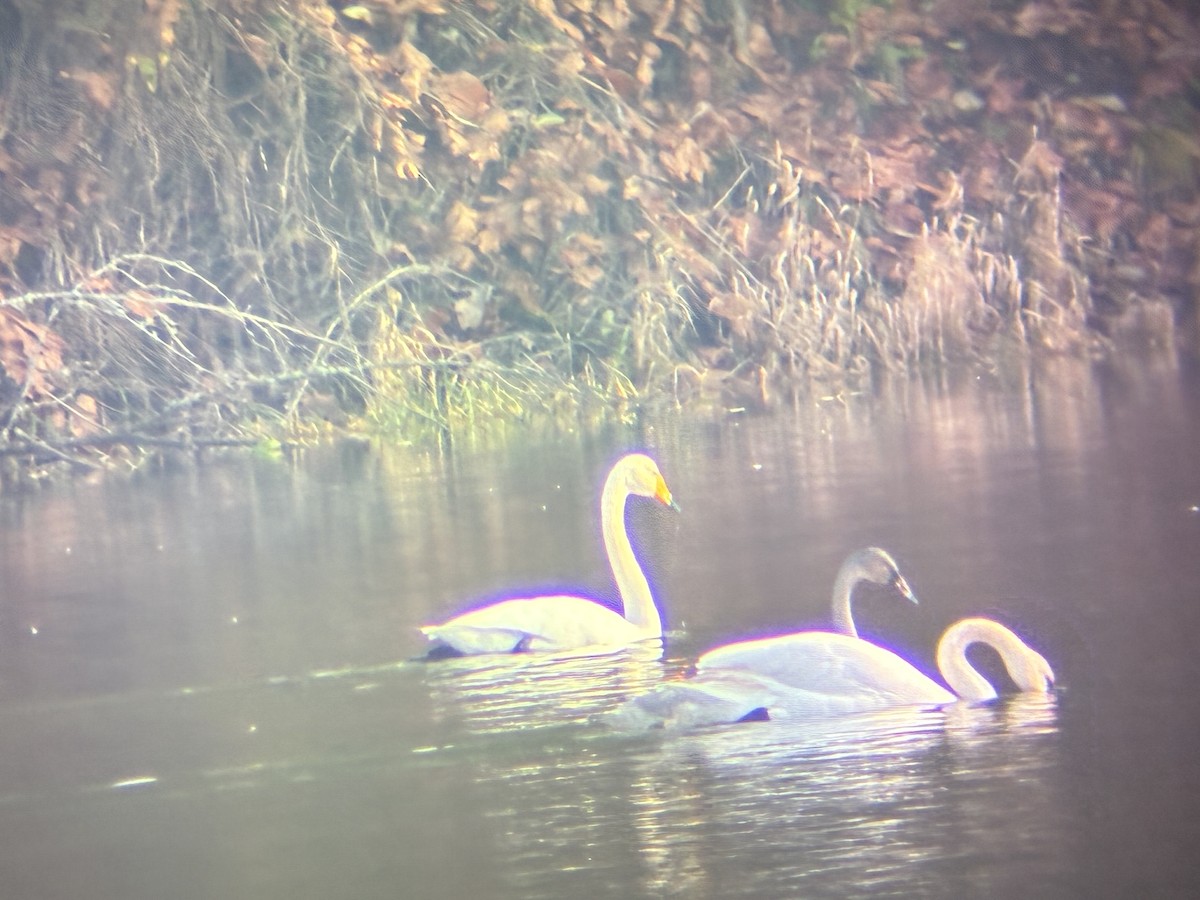 Singschwan - ML646199167